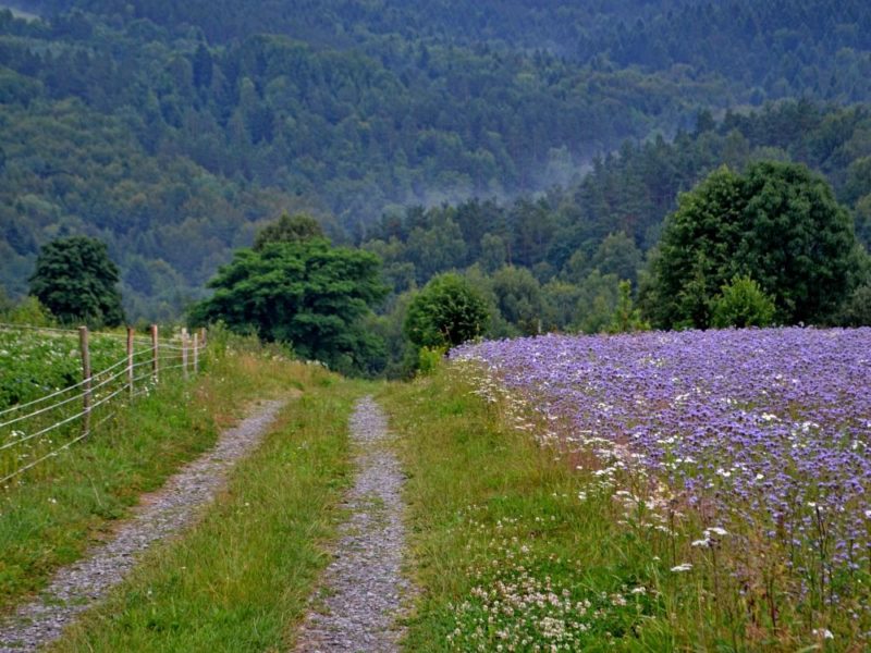 Na końcu świata - strona główna