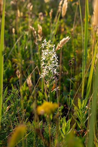 Photo from customer review